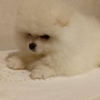 Spitz Pomerania toy