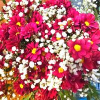 Crisantemi e composizioni floreali 💐 Fucsia