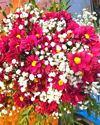 Crisantemi e composizioni floreali 💐 Fucsia