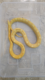 Serpente del grano/ guttata butter motley