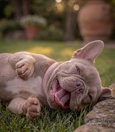 Bulldog Francese esotico Lillac Isabella tan blu