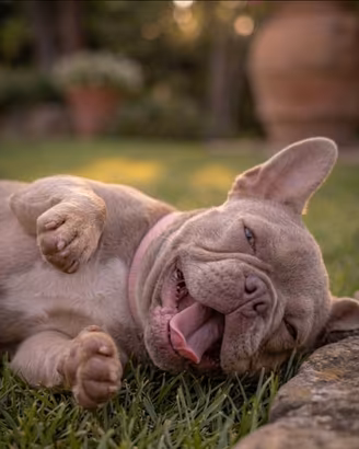 Bulldog Francese esotico Lillac Isabella tan blu