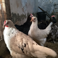 Galline