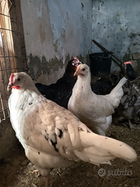 Galline
