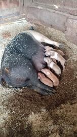 Maiali duroc