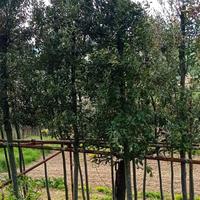leccio (quercus ilex) piante da giardino 