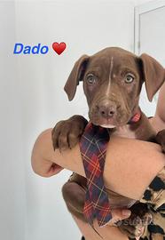 Cuccioli 2 mesi