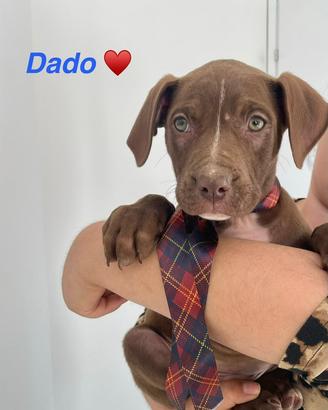 Cuccioli 2 mesi