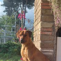 Rhodesian Ridgeback disponibile per monta