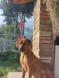 Rhodesian Ridgeback disponibile per monta