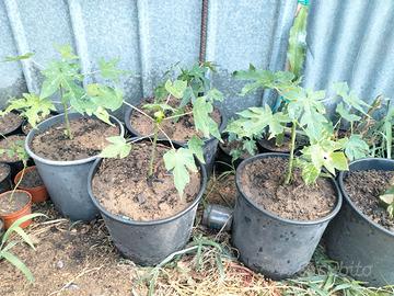 piante di papaya