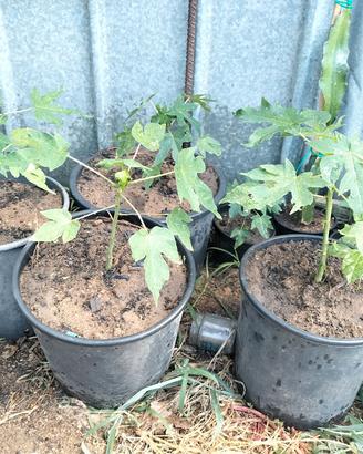 piante di papaya