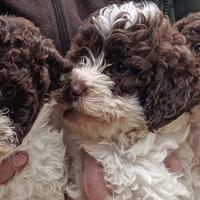 Lagotto Romagnolo