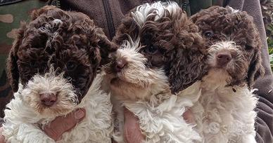 Lagotto Romagnolo