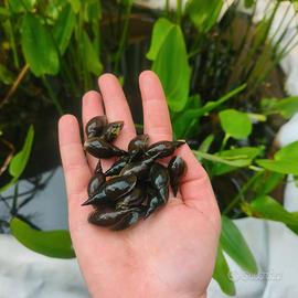 Lymnaea stagnalis laghetto e lumache acquario