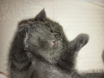 Gattino Ragdoll-certosino 