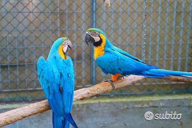 Ara Ararauna - Femmina 7 Anni da riproduzione