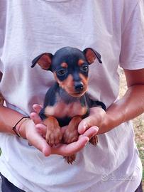 Cuccioli di Pinscher