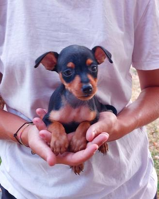 Cuccioli di Pinscher