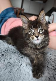 Maine coon