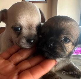 Chihuahua