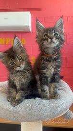 Maine coon cuccioli