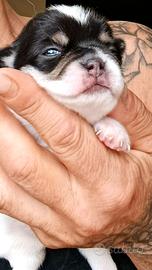 Chihuahua