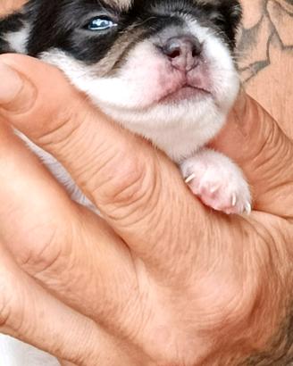 Chihuahua