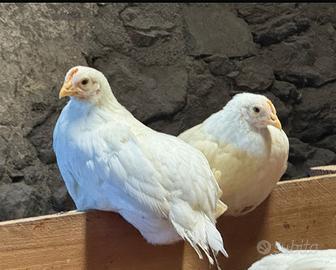 Disponibilità livornesi