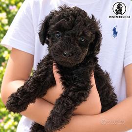 Cucciolo di Barboncino Toy nero "Olly "