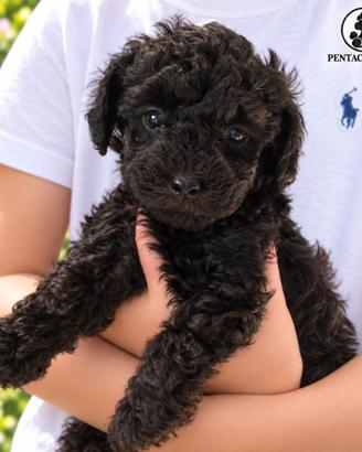 Cucciolo di Barboncino Toy nero "Olly "