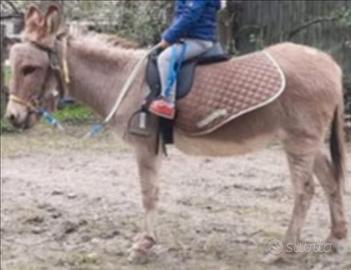 Asina Sarda - domata a sella