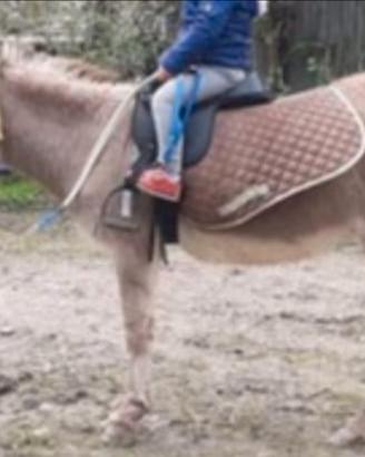 Asina Sarda - domata a sella