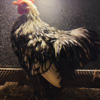 Gallo cocincina nero orlato bianco cinque mesi