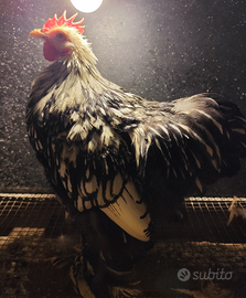 Gallo cocincina nero orlato bianco cinque mesi