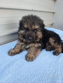 Cucciolo di pastore tedesco