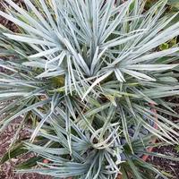 CHAMAEROPS CERIFERA pianta palma cycas yucca