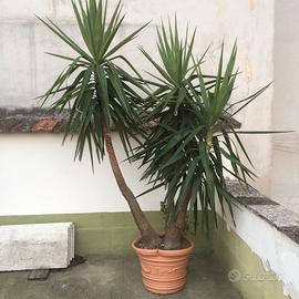 Yucca “Elephantipes” o tronchetto della felicità