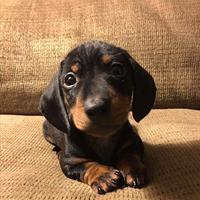 Bassotto kaninchen cuccioli