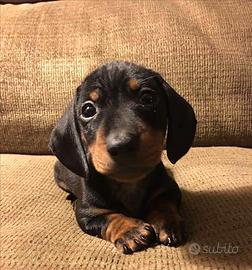 Bassotto kaninchen cuccioli