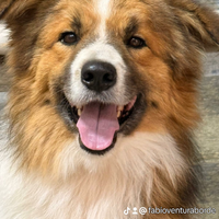 Border collie per monte