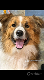 Border collie per monte