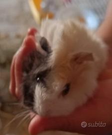 Splendidi cuccioli di Porcellino d'India (Cavie)