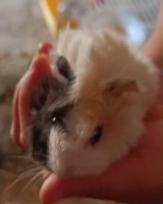 Splendidi cuccioli di Porcellino d'India (Cavie)