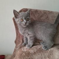 British Shorthair