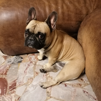 Maschio di bulldog francese