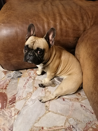 Maschio di bulldog francese