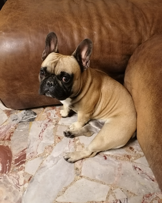 Maschio di bulldog francese