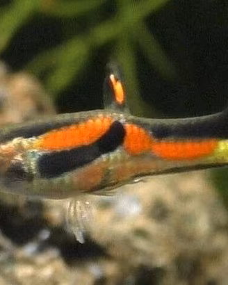 pesci guppy per acquario dolce