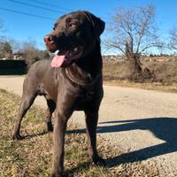 Labrador retriver con pedigree per monta